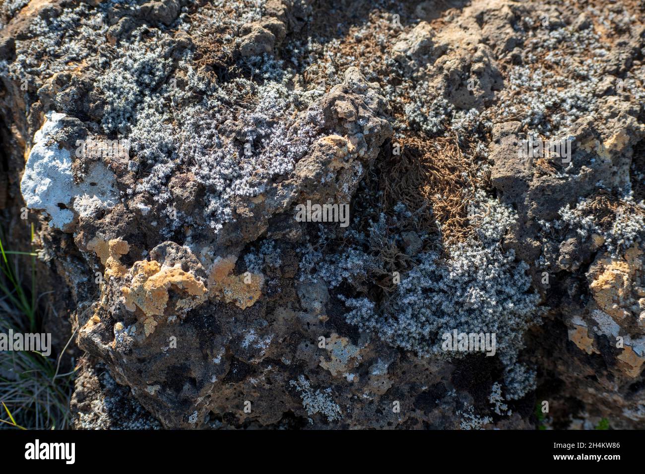 Closeup lichen and moss growing on a rock Eldborg crater near Borgarnes South Iceland Stock Photo