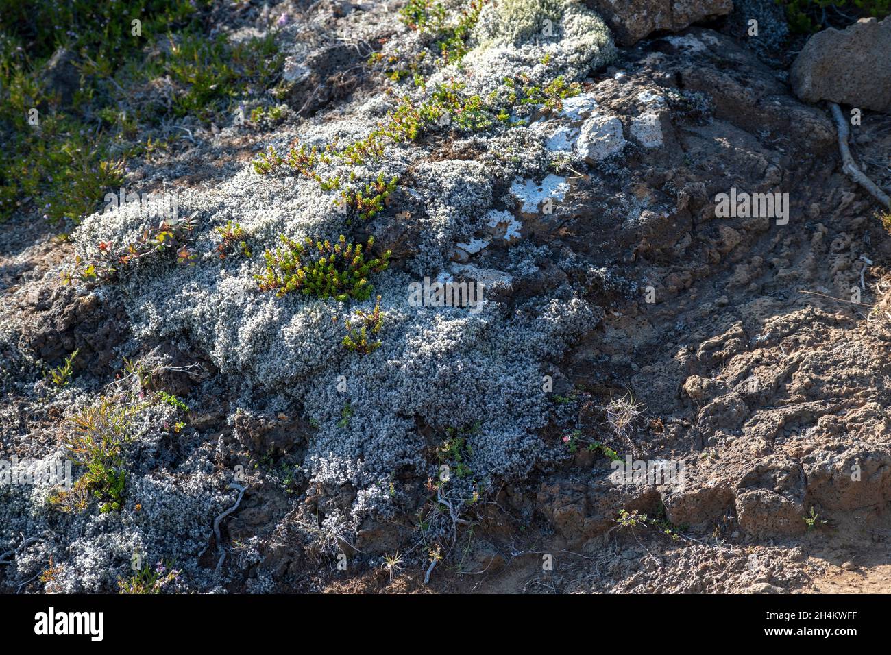 Closeup of lichen and moss growing on rock Eldborg crater near Borgarnes South Iceland Stock Photo