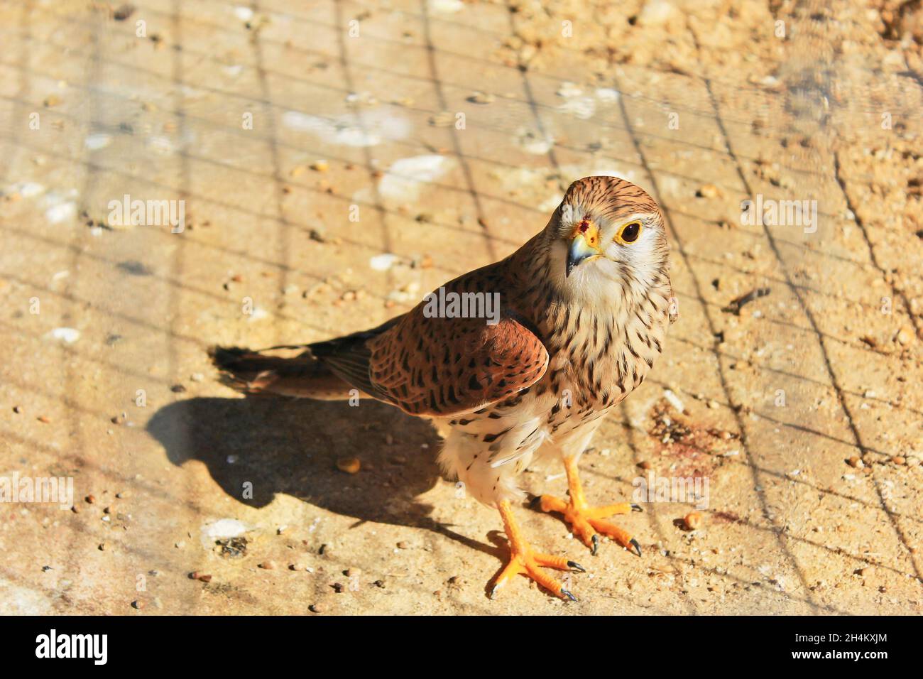 A young falcon sits on the ground at a zoo in Belarus Stock Photo