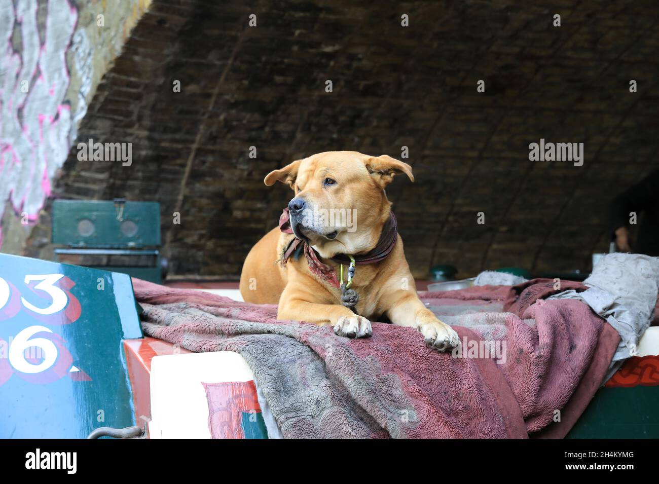 Dog travelling on a barge on Regents Canal in Haggerston, east London, UK. Stock Photo