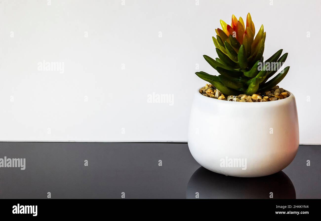 Cactus in a pot isolated on white and black background Stock Photo - Alamy