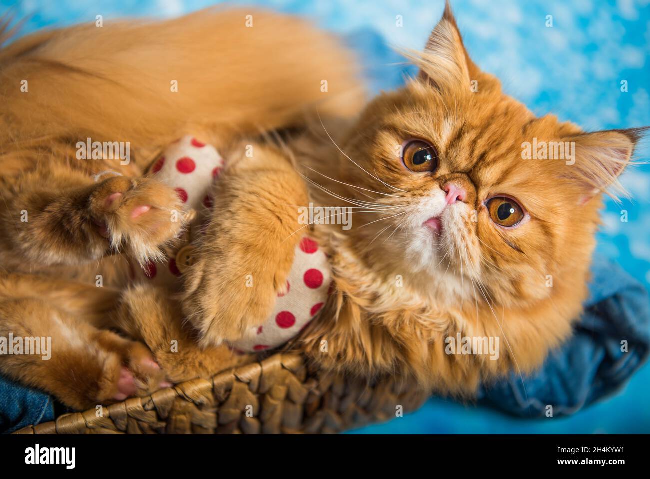 Cute Persian cat in basket on a blue Christmas background with snow Stock Photo