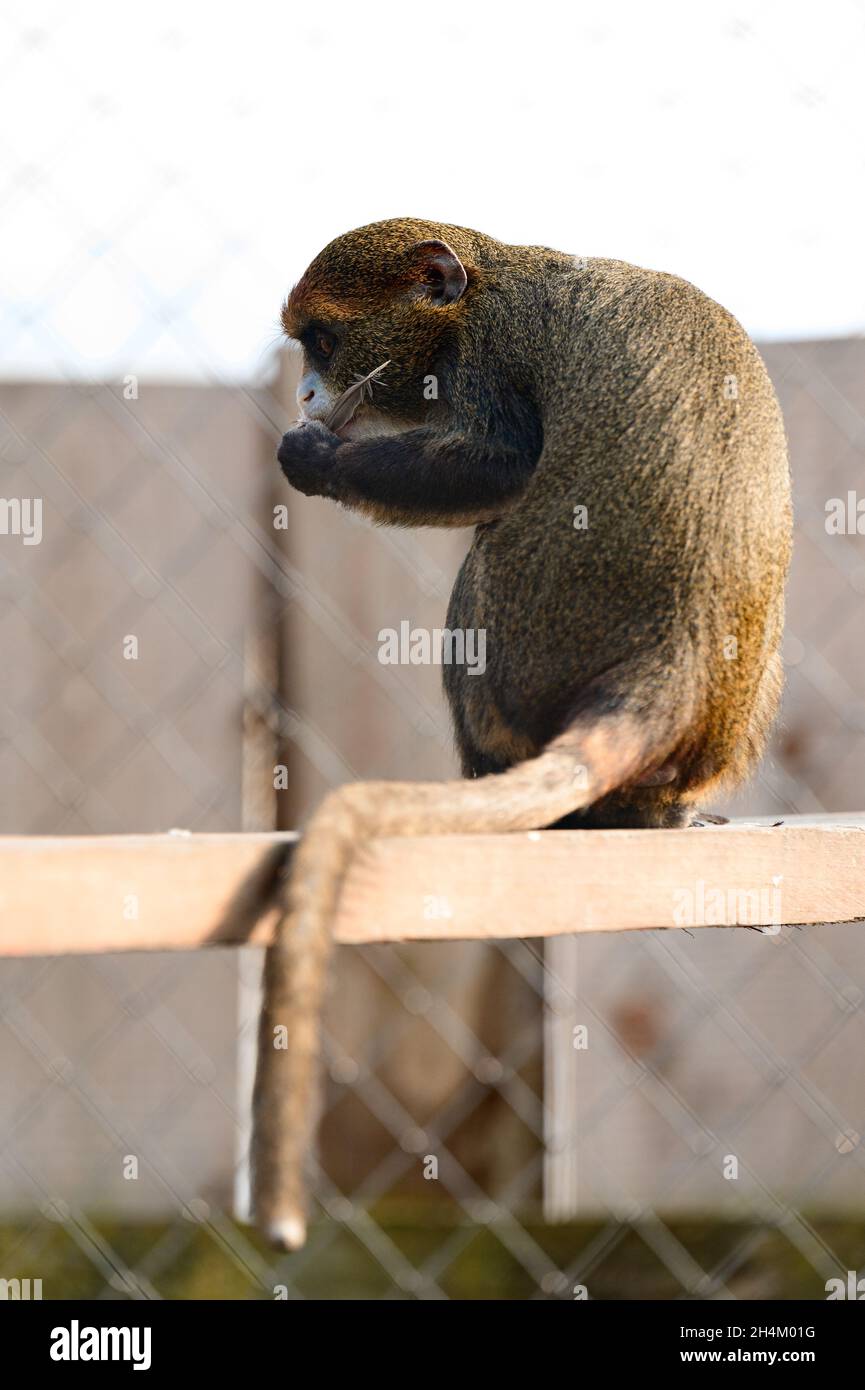 De Brazza monkey Cercopithecus zanectus from Africa in captivity, isolated moth in a zoo, a zoo