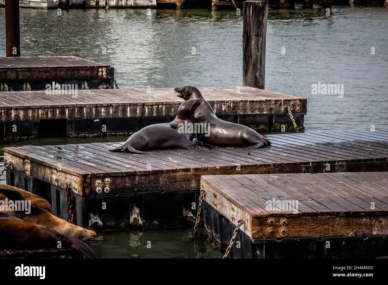 The Sea Lions at Pier 39 in San Francisco Stock Photo