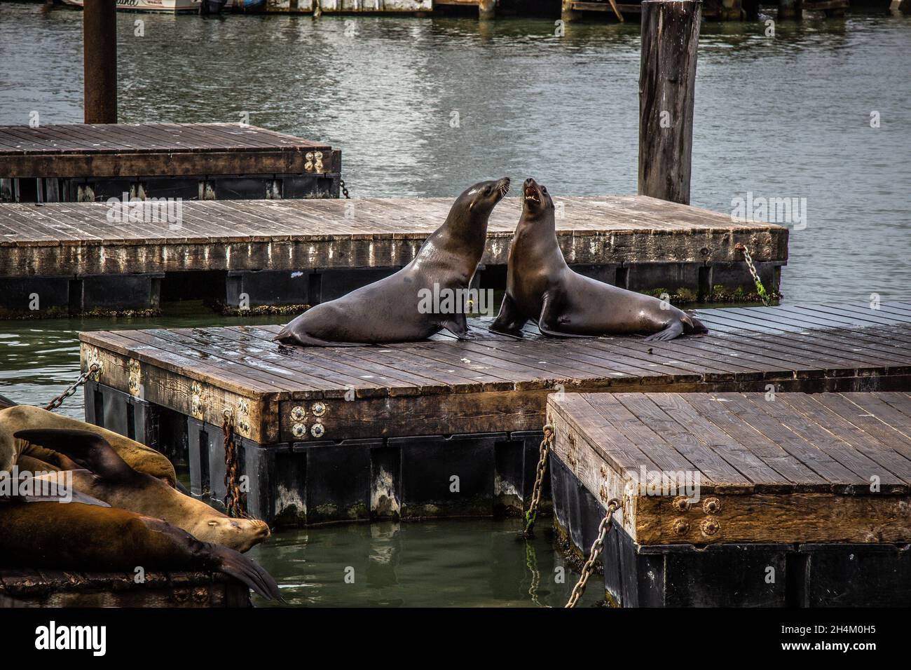 The Sea Lions at Pier 39 in San Francisco Stock Photo