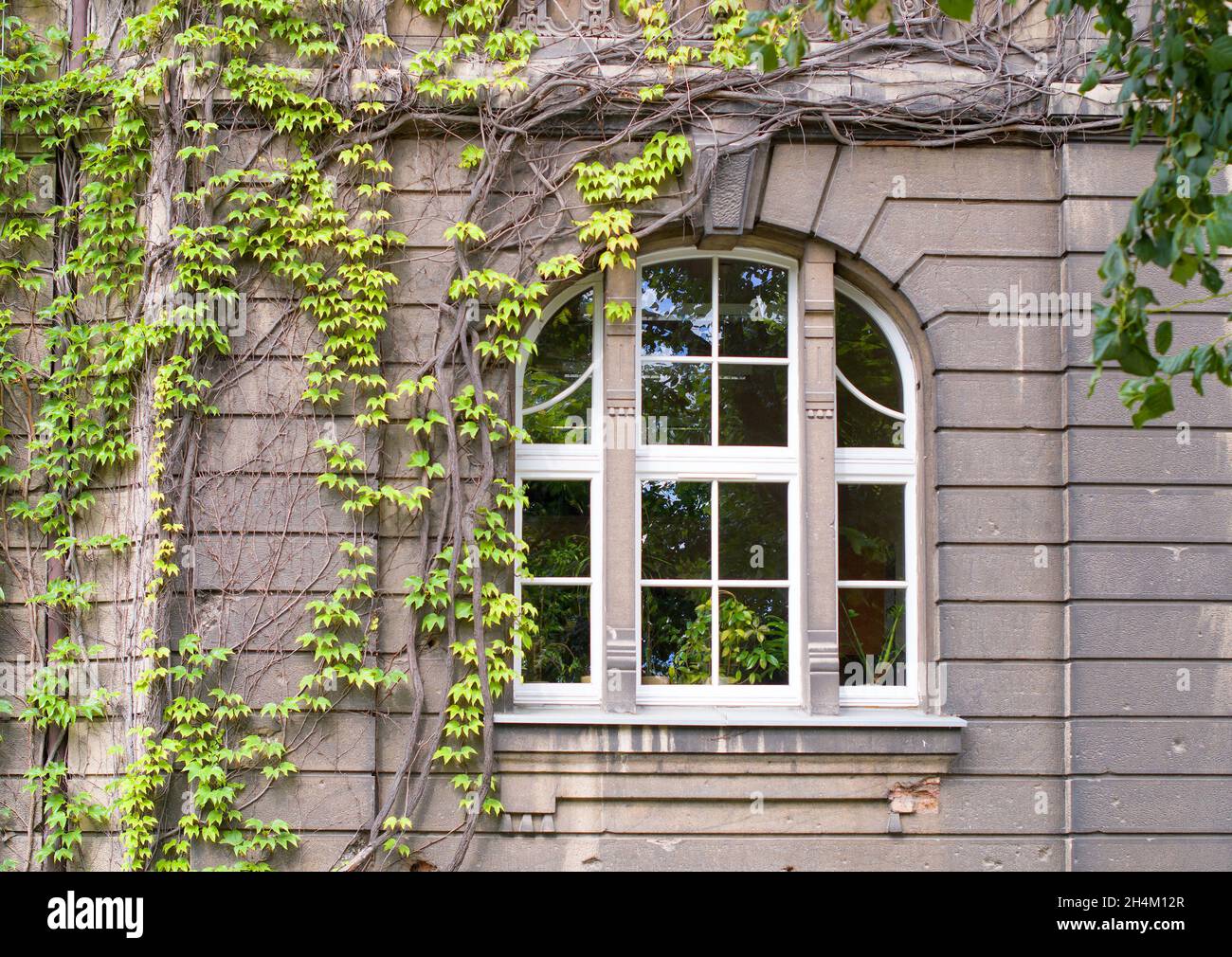 An green ivy covered wall with a window Stock Photo - Alamy