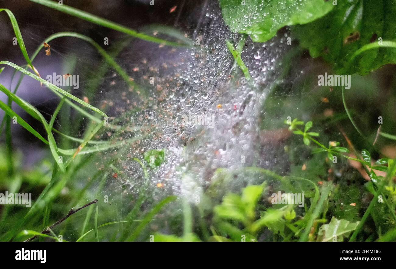Spider web in summer in the forest with dew drops Stock Photo
