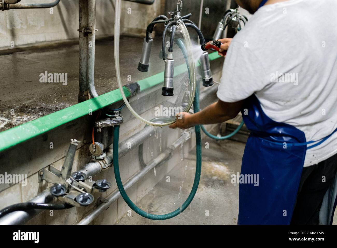 Male worker cleaning the milking machine while working on a dairy farm Stock Photo Alamy