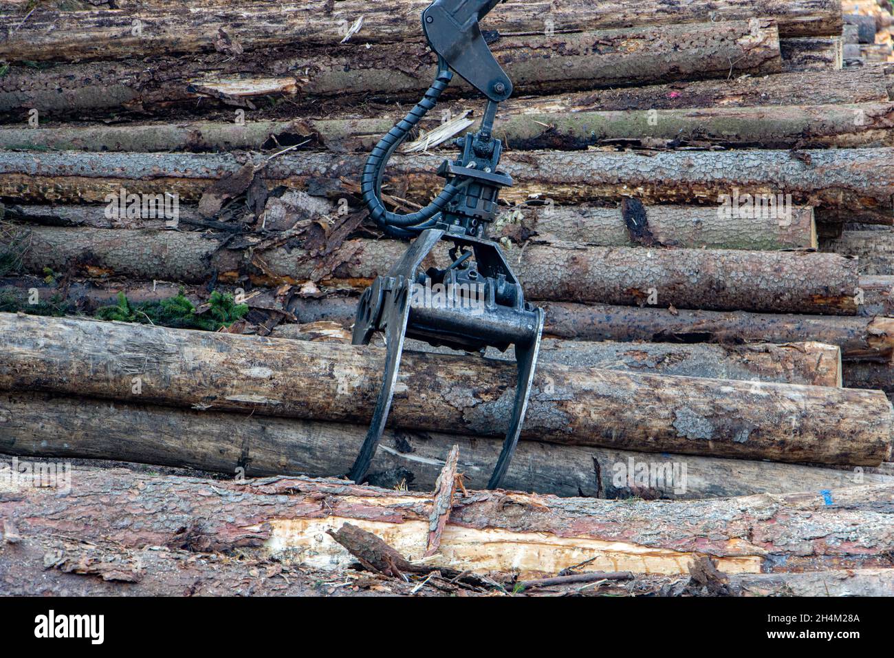 Trunk grab hi-res stock photography and images - Alamy