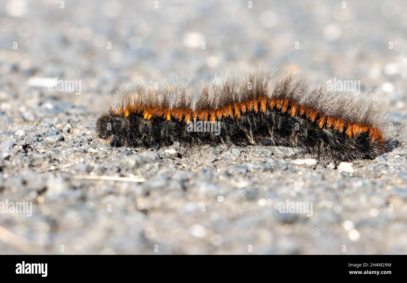 The caterpillar of the fox moth - Macrothylacia rubi, crawls on the road Stock Photo