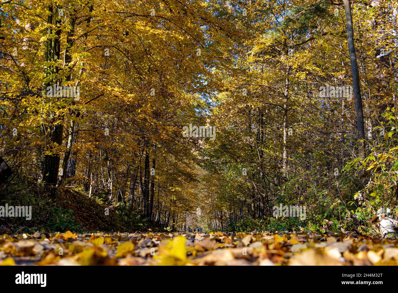 Autumn alley with fallen leaves on the way Stock Photo - Alamy