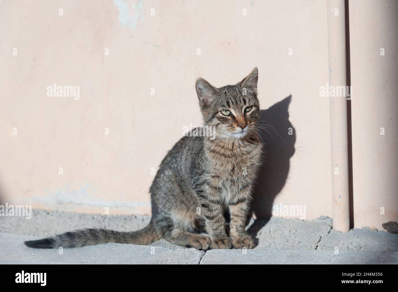 Sitting stray cat posing Stock Photo