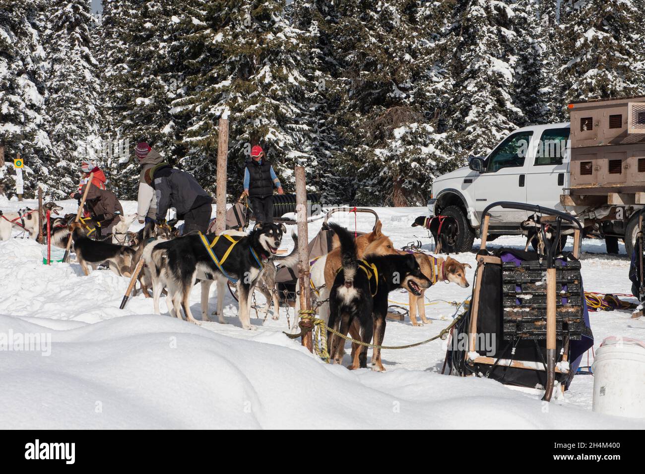 Banff National Park, dog sledding, Lake Louise, Alberta Stock Photo Alamy