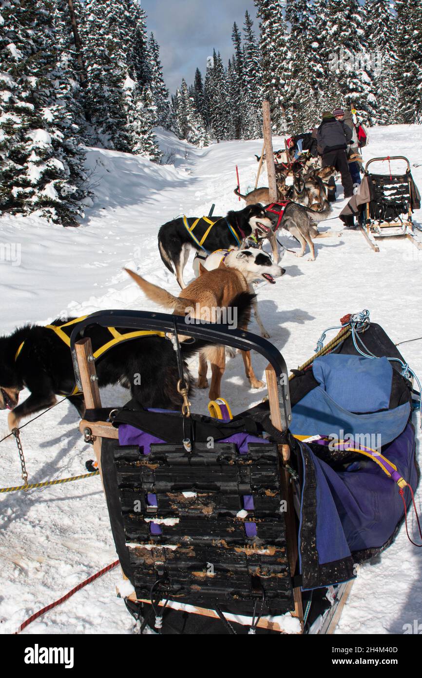 Banff National Park, dog sledding, Lake Louise, Alberta Stock Photo Alamy