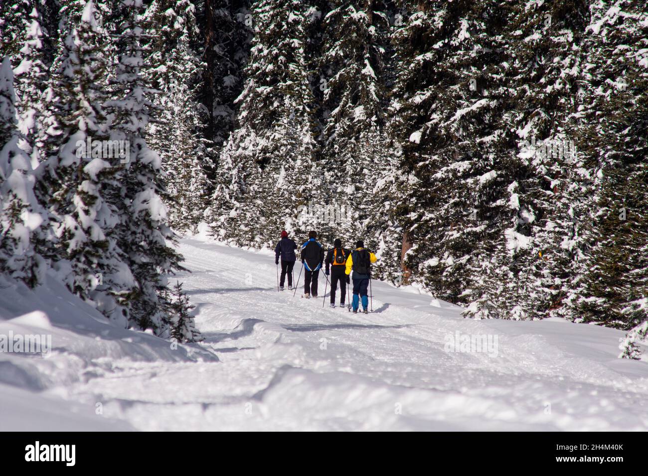 Banff National Park, dog sledding, Lake Louise, Alberta Stock Photo Alamy