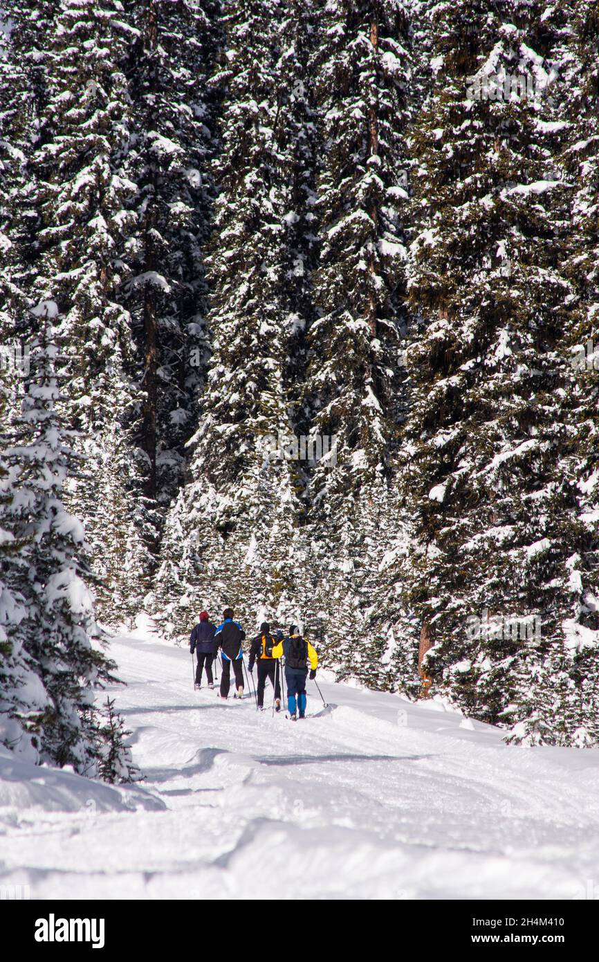 Banff National Park, dog sledding, Lake Louise, Alberta Stock Photo Alamy