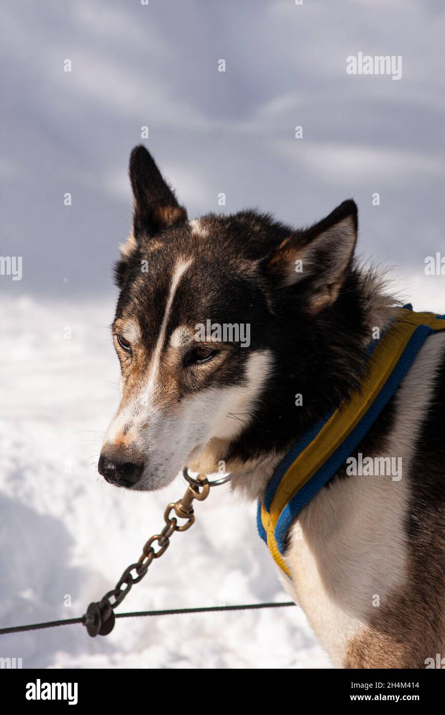 Banff National Park, dog sledding, Lake Louise, Alberta Stock Photo Alamy
