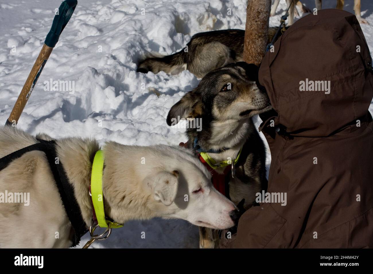 Banff National Park, dog sledding, Lake Louise, Alberta Stock Photo Alamy