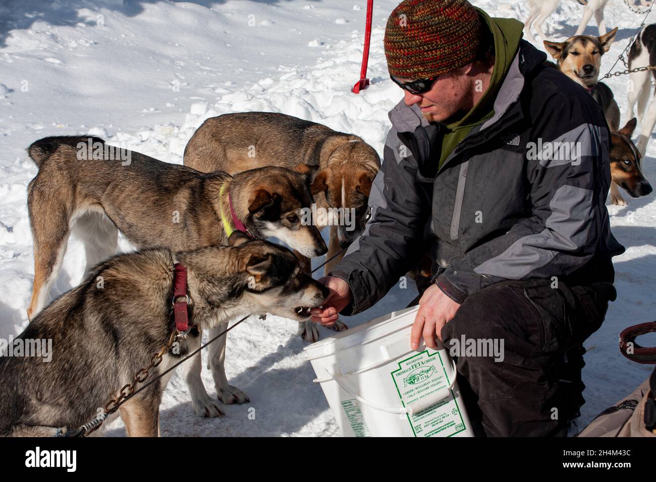 Banff National Park, dog sledding, Lake Louise, Alberta Stock Photo Alamy
