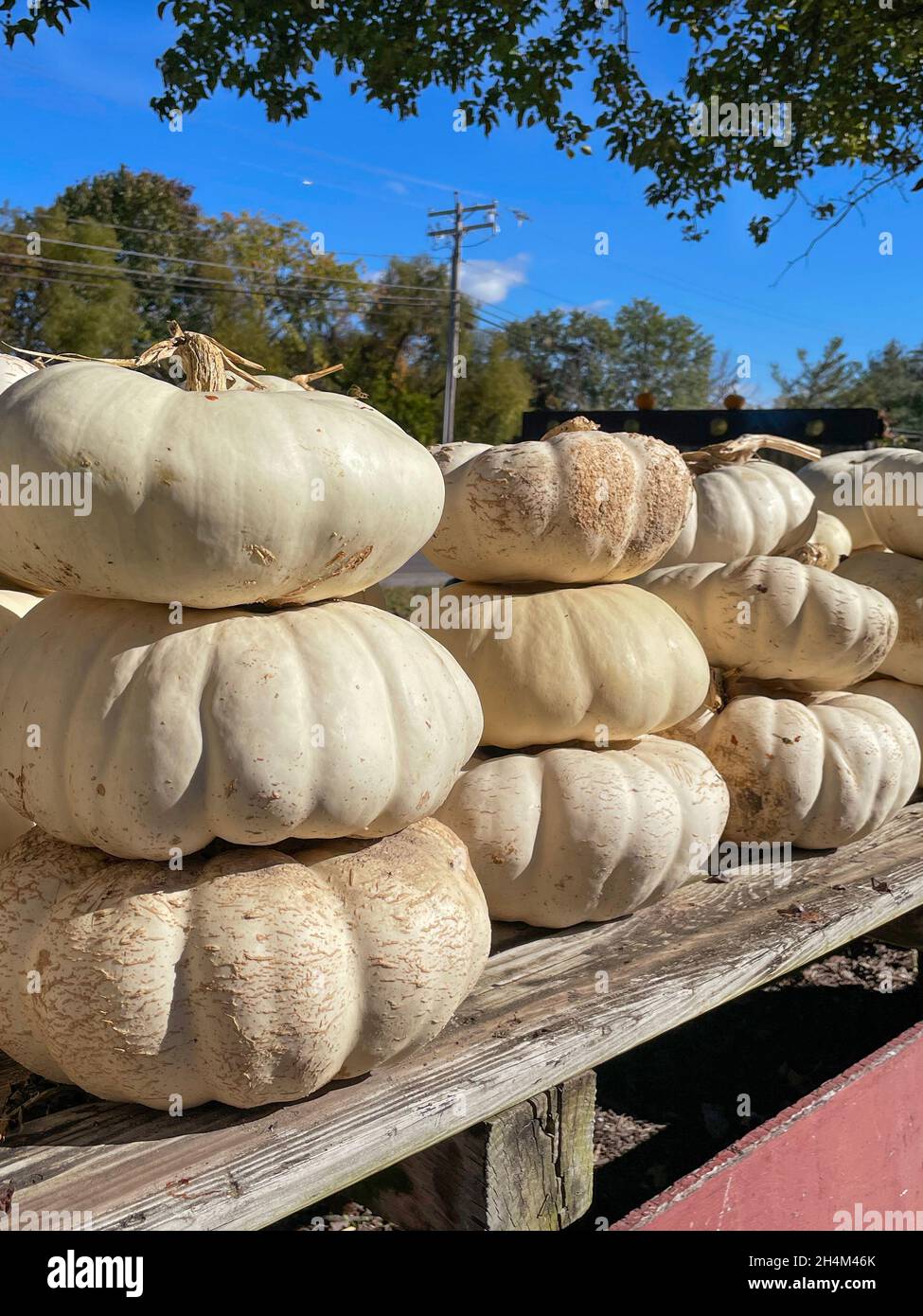 White pumpkins arranged in decorative stacks are piled on a rustic wooden table at a roadside farmstand in the autumn. Stock Photo