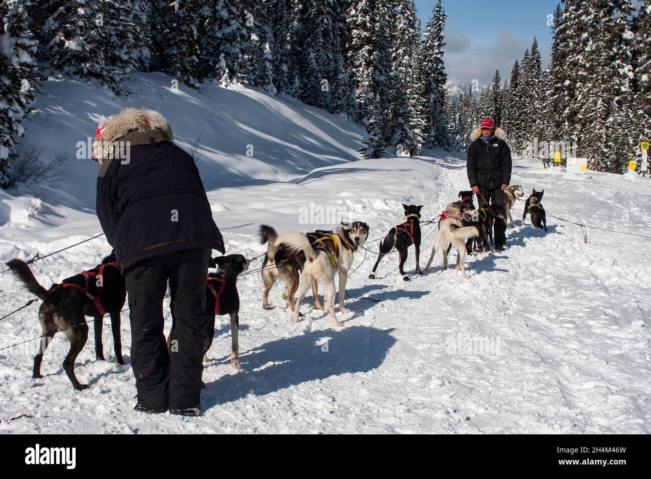 Banff National Park, dog sledding, Lake Louise, Alberta Stock Photo Alamy