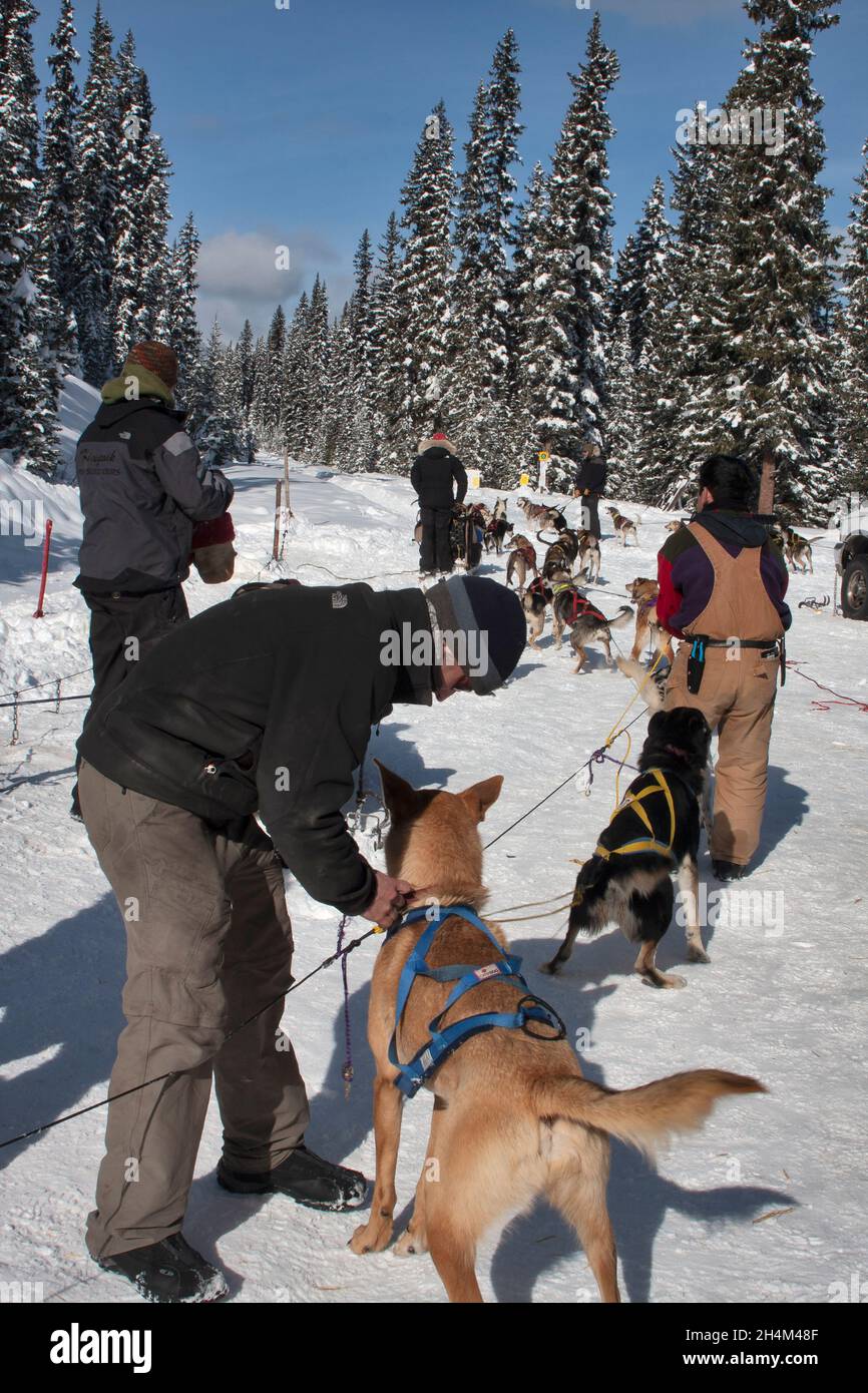 Banff National Park, dog sledding, Lake Louise, Alberta Stock Photo Alamy