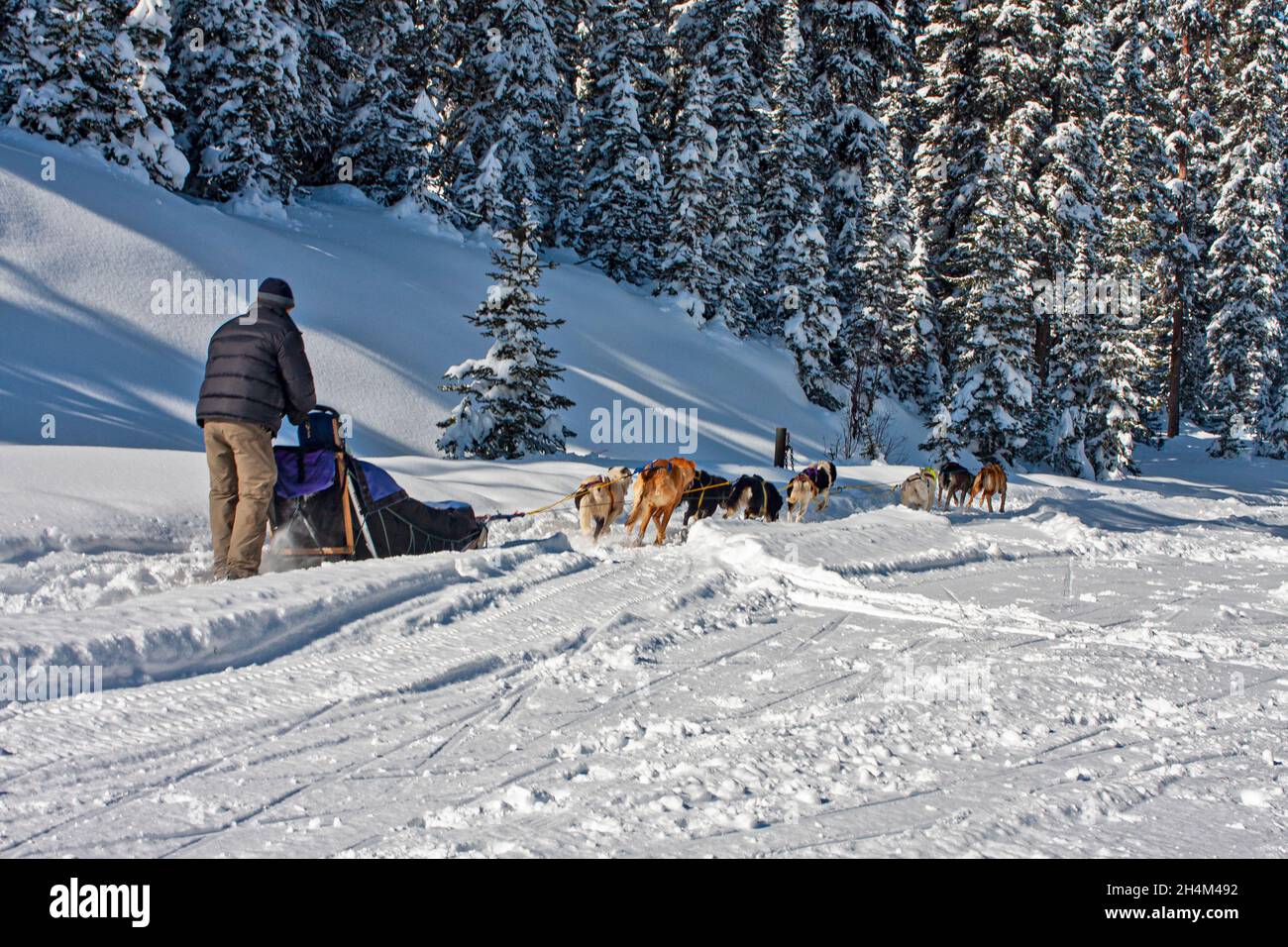 Banff National Park, dog sledding, Lake Louise, Alberta Stock Photo Alamy