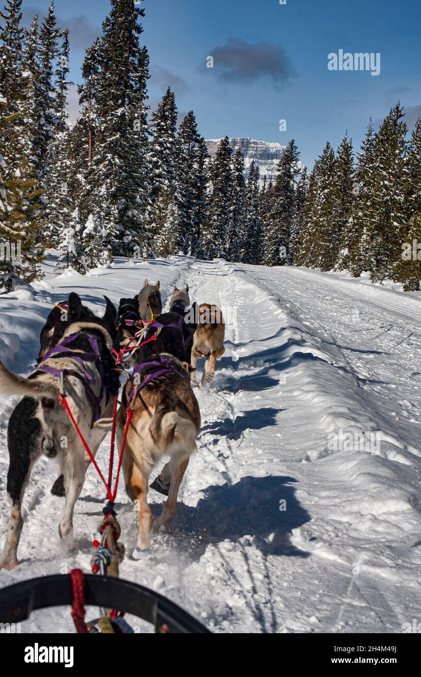 Banff National Park, dog sledding, Lake Louise, Alberta Stock Photo Alamy