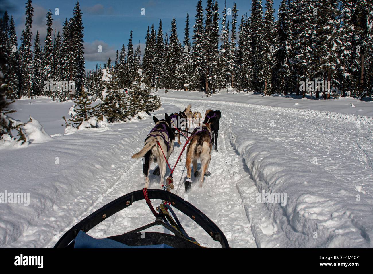 Banff National Park, dog sledding, Lake Louise, Alberta Stock Photo Alamy
