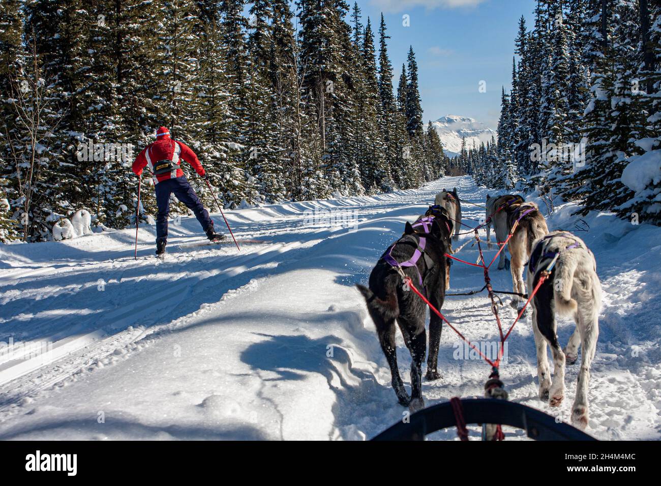 Banff National Park, dog sledding, Lake Louise, Alberta Stock Photo Alamy