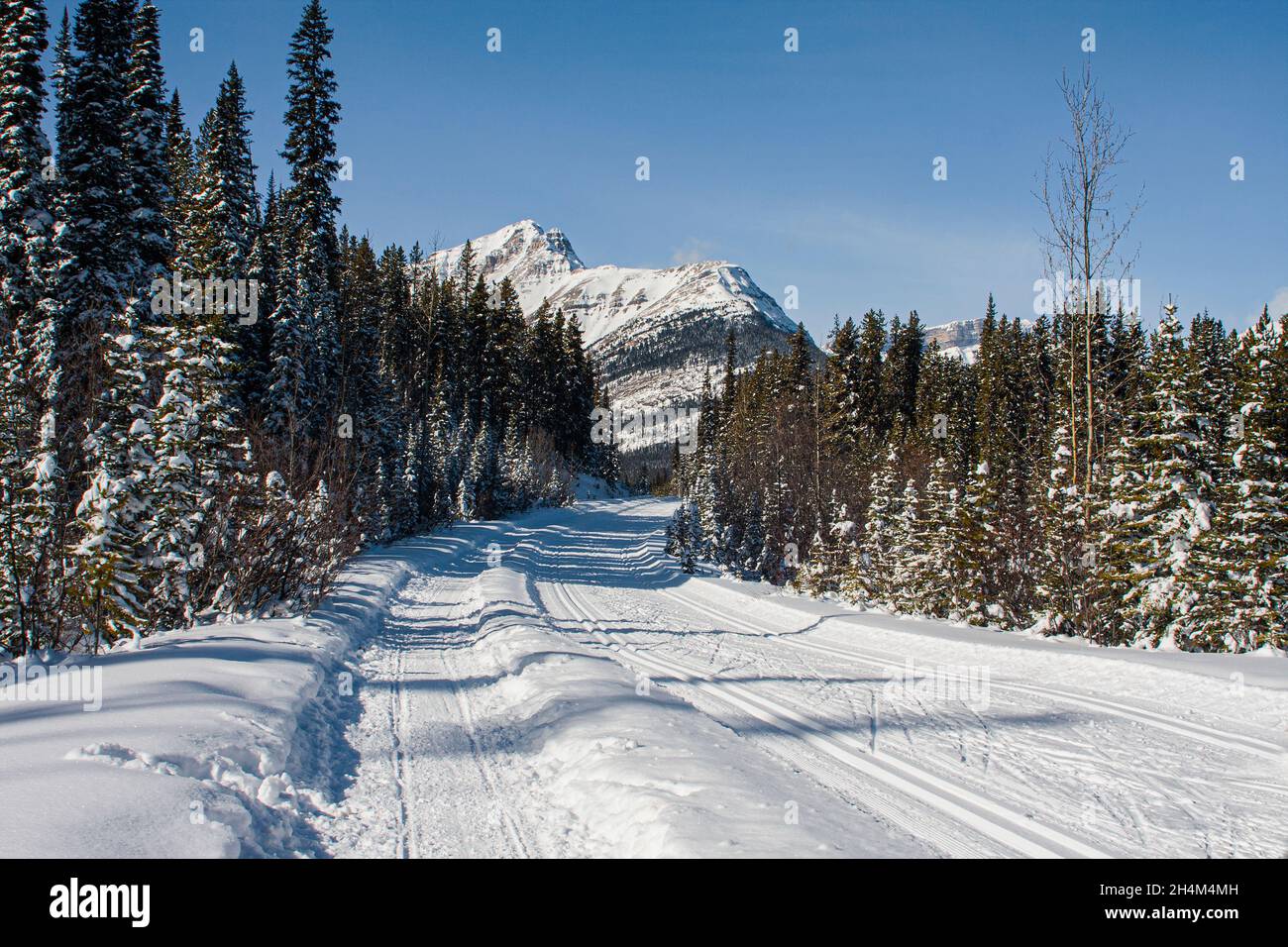 Banff National Park, dog sledding, Lake Louise, Alberta Stock Photo Alamy