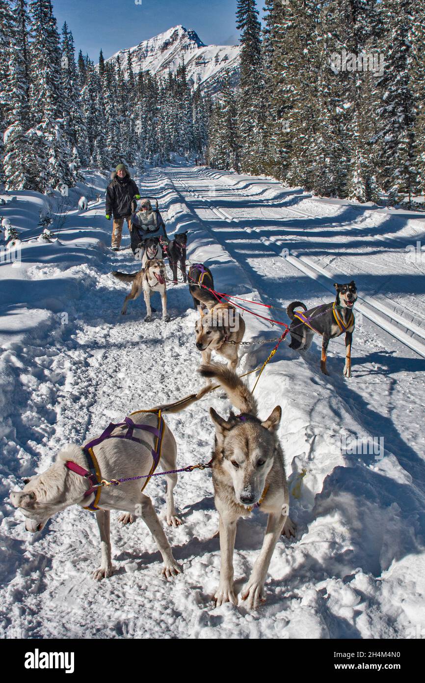 Banff National Park, dog sledding, Lake Louise, Alberta Stock Photo Alamy