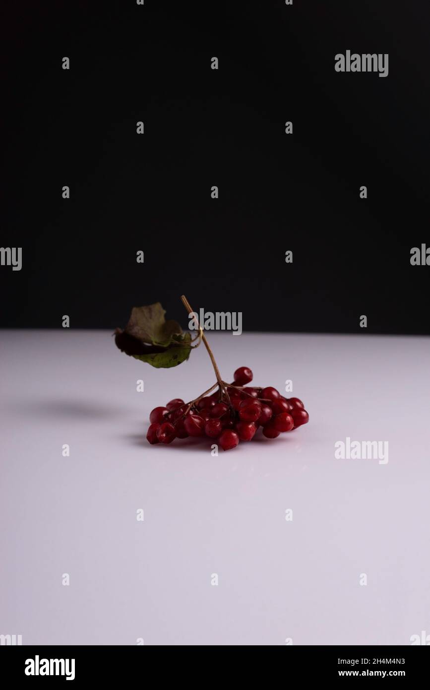 creative autumn minimalistic still life of a red branch of viburnum ...