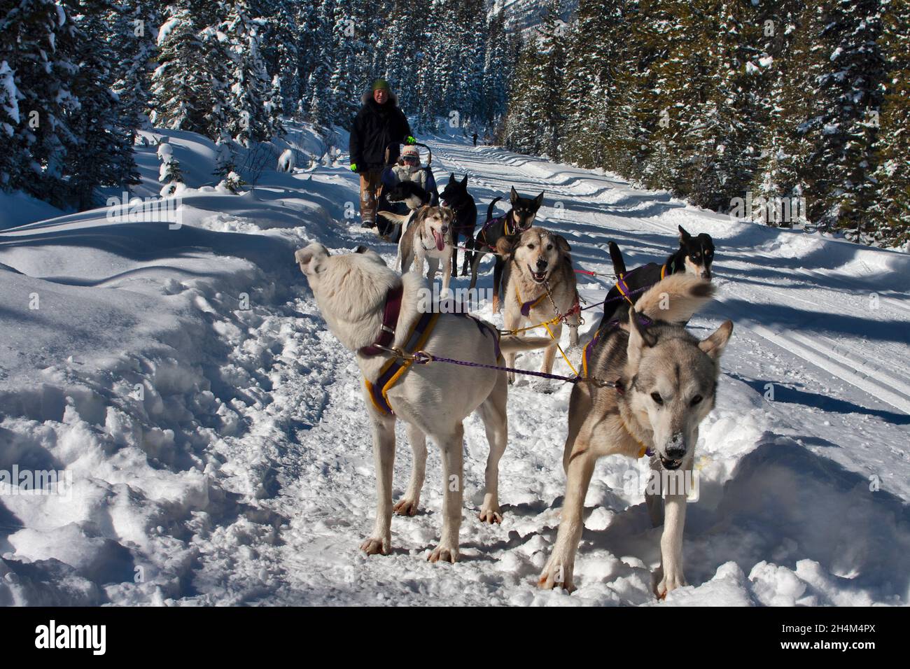 Banff National Park, dog sledding, Lake Louise, Alberta Stock Photo Alamy