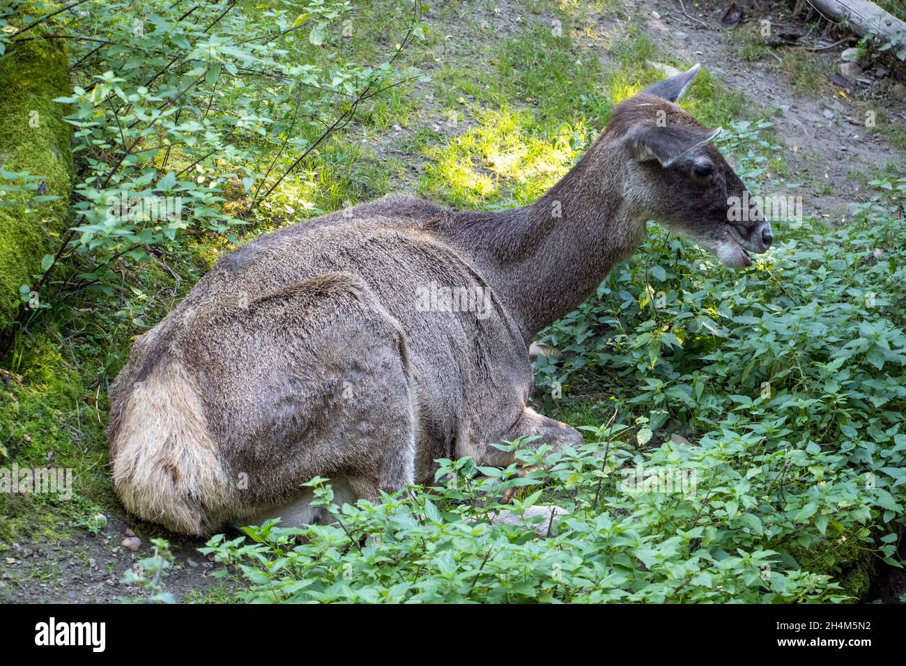 The female deer - Thorold’s deer (Cervus albirostris Stock Photo - Alamy