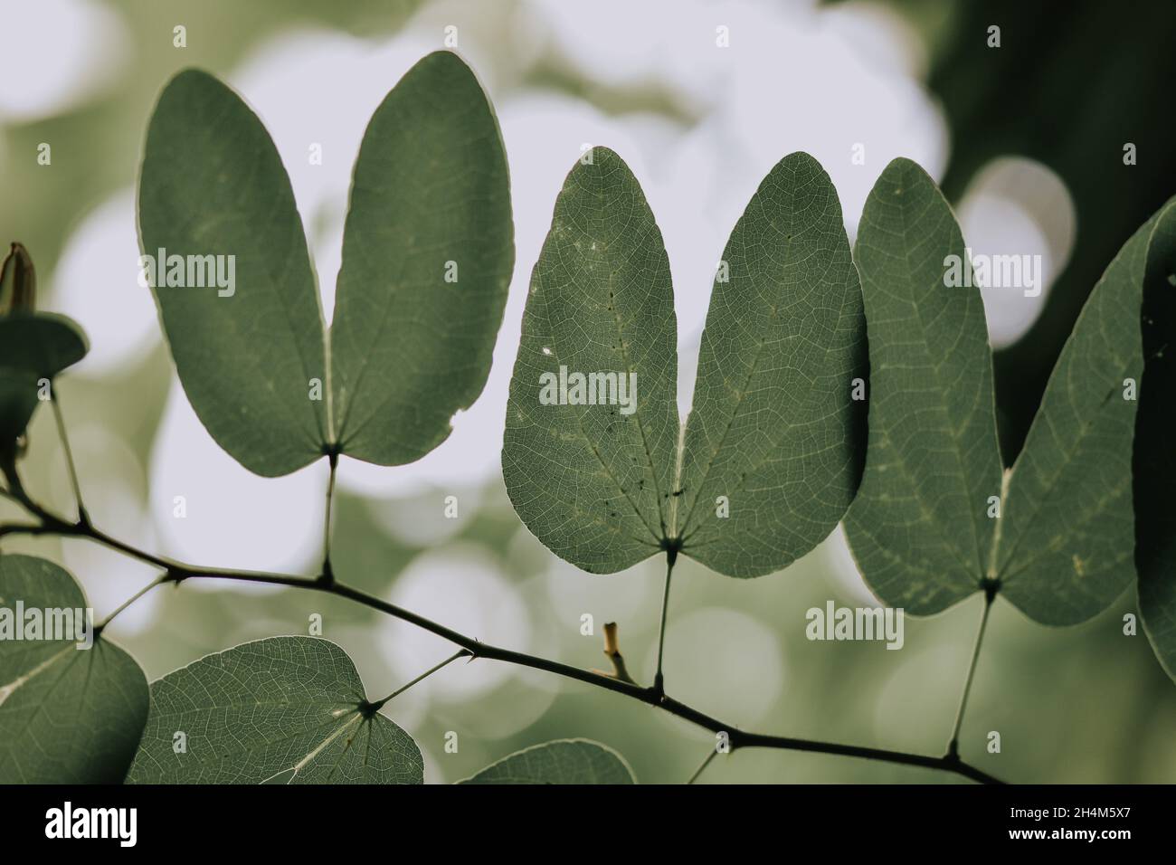 Closeup of Bauhinia monandra leaves growing in a field with a blurry background Stock Photo
