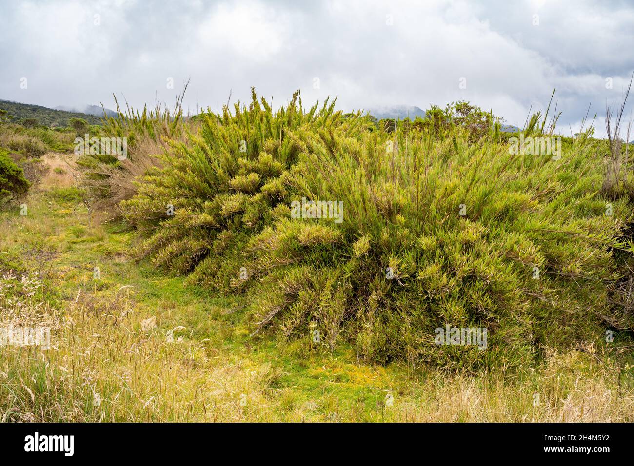 Hike to Paramo de Guacheneque, birthplace of the Bogota River. Typical plant of the Andean vegetation, at Villapinzón, Cundinamarca, Colombia Stock Photo