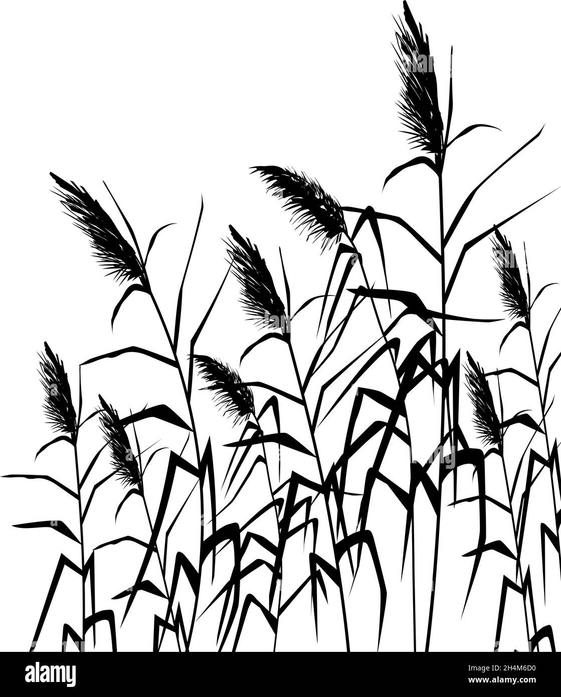 Vector hand drawing sketch with reeds.Cane silhouette Stock Vector ...