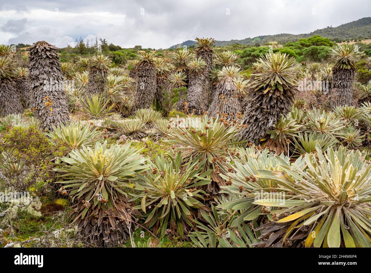 Hike to Paramo de Guacheneque. Espeletia (frailejones) is a genus of plants from the Asteraceae family, endemic to the páramo in the Andes. Stock Photo