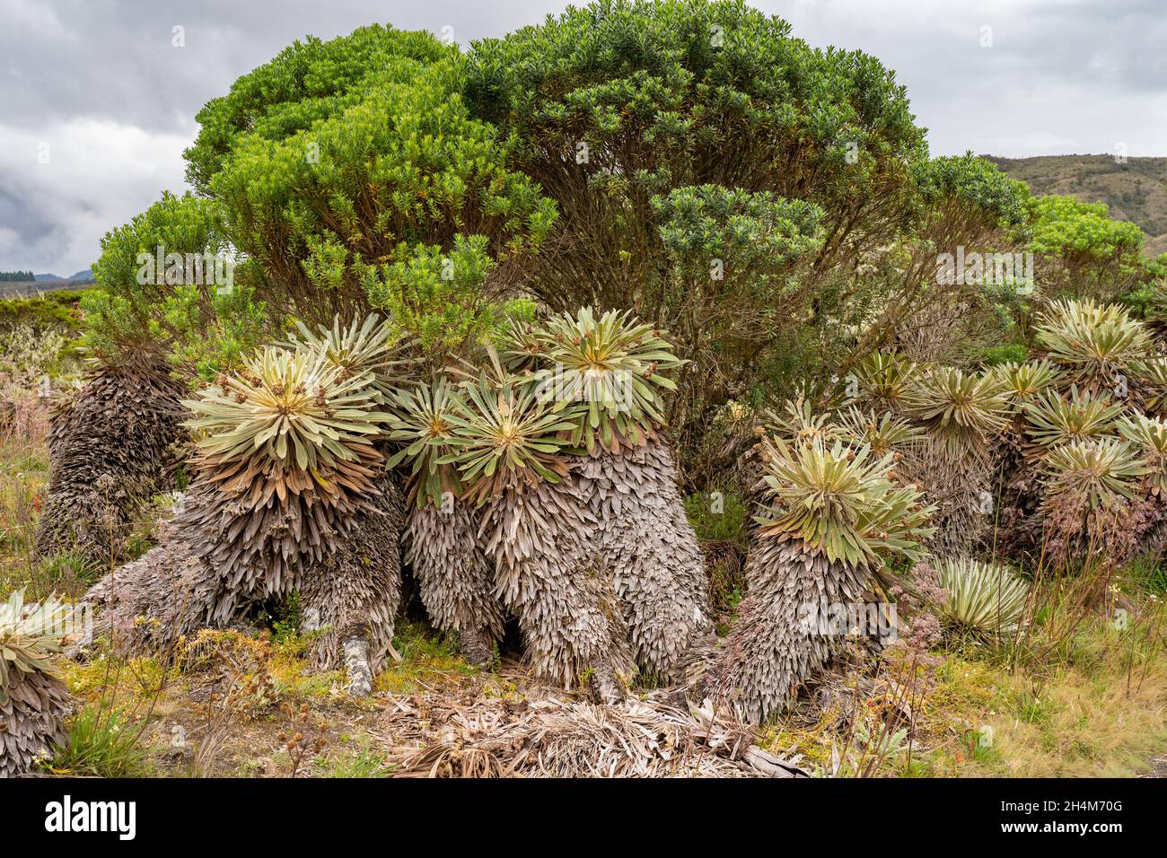 Hike to Paramo de Guacheneque. Espeletia (frailejones) is a genus of plants from the Asteraceae family, endemic to the páramo in the Andes. Stock Photo