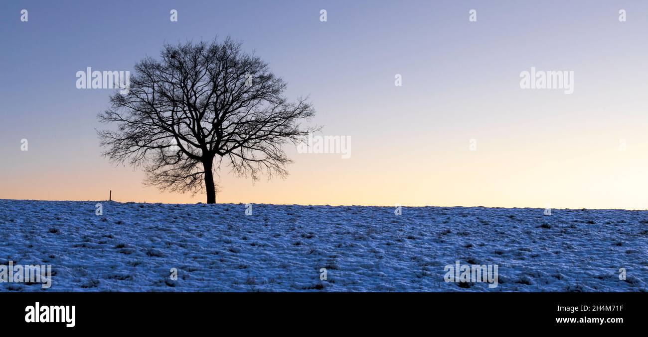 Majestic scenery lonely tree hi-res stock photography and images - Alamy