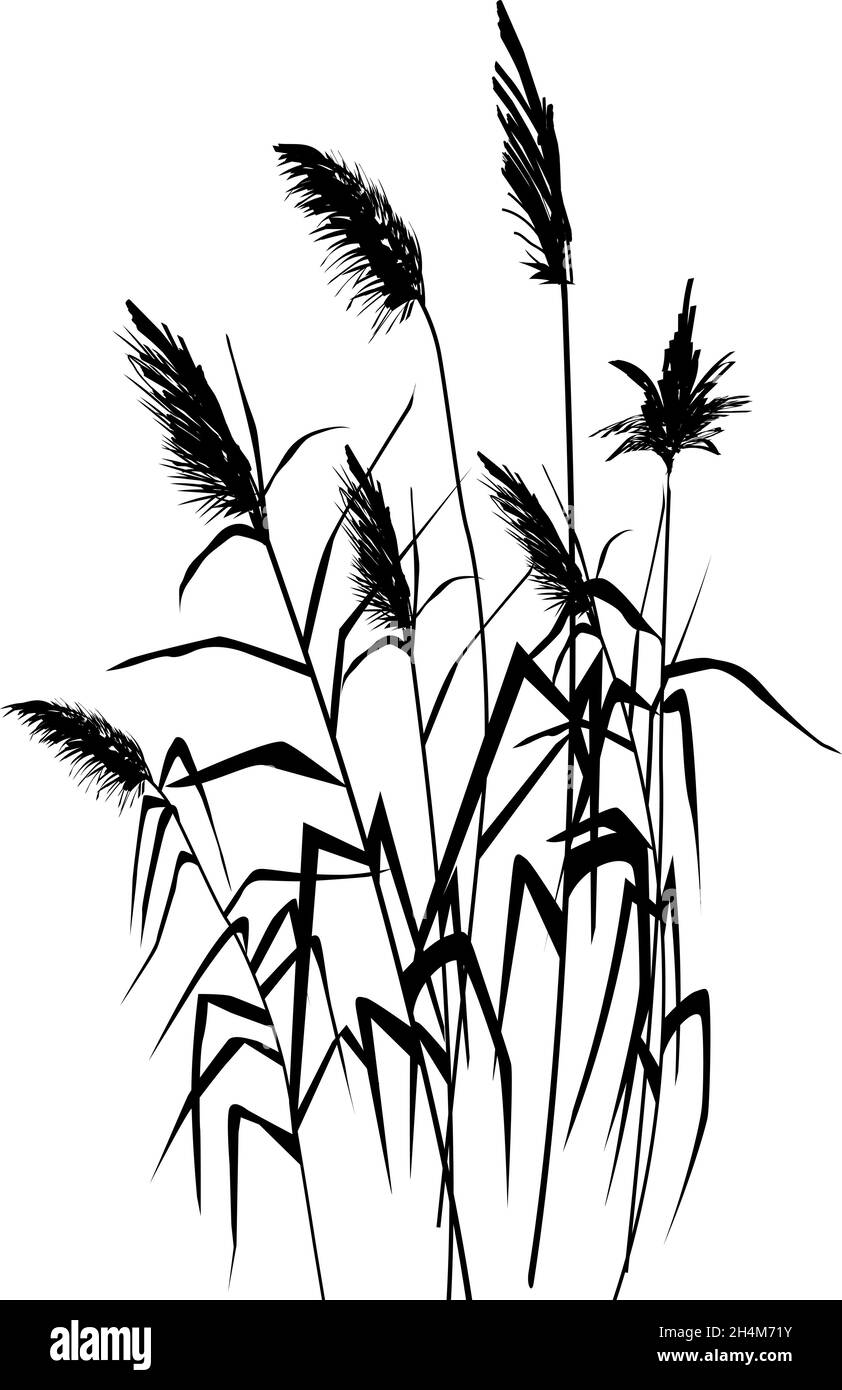 Chinese Reeds Drawing Vector hand drawing sketch with reeds.Cane silhouette Stock Vector ...