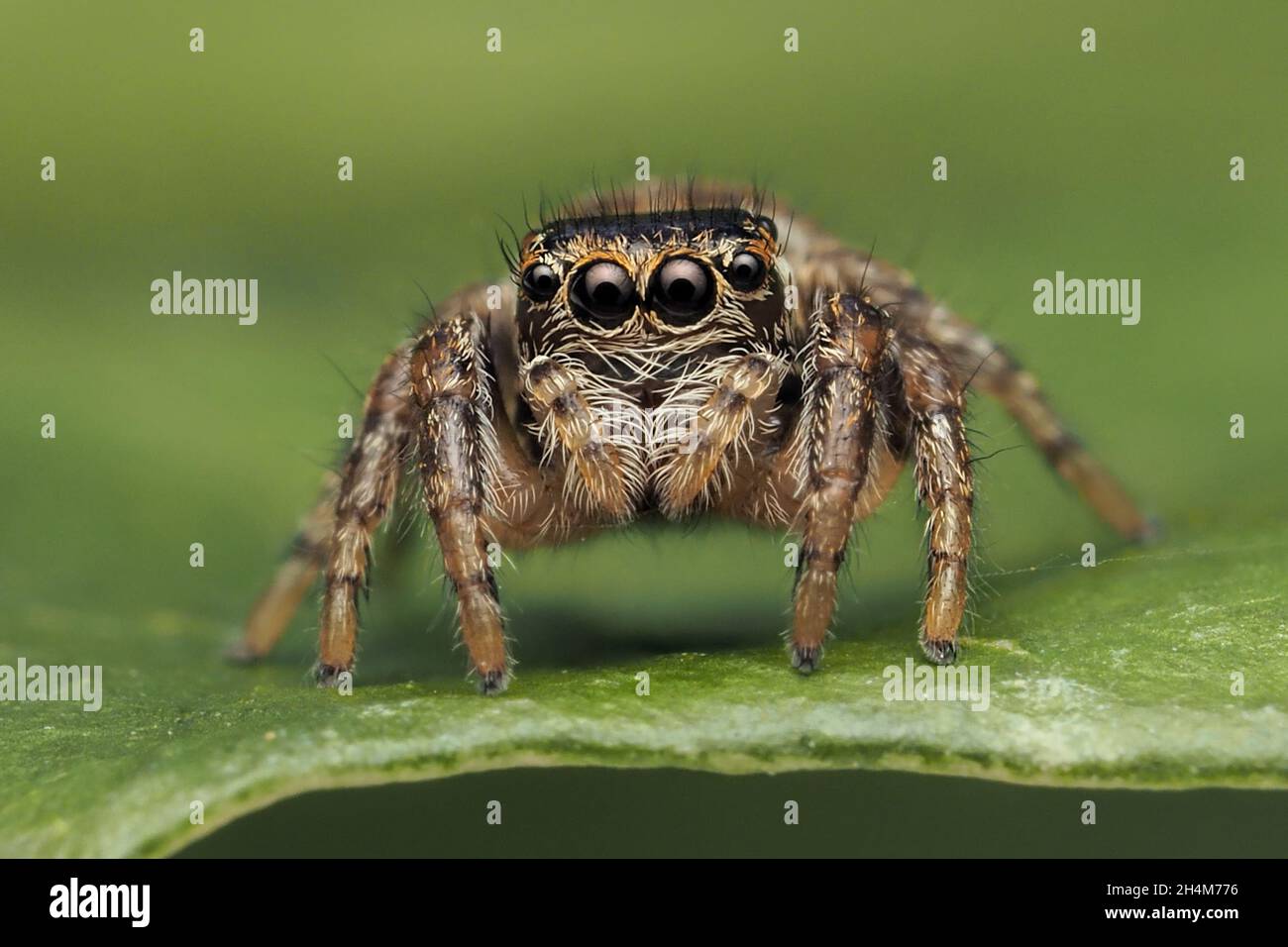 Evarcha falcata Jumping spider at rest on leaf. Tipperary, Ireland Stock Photo
