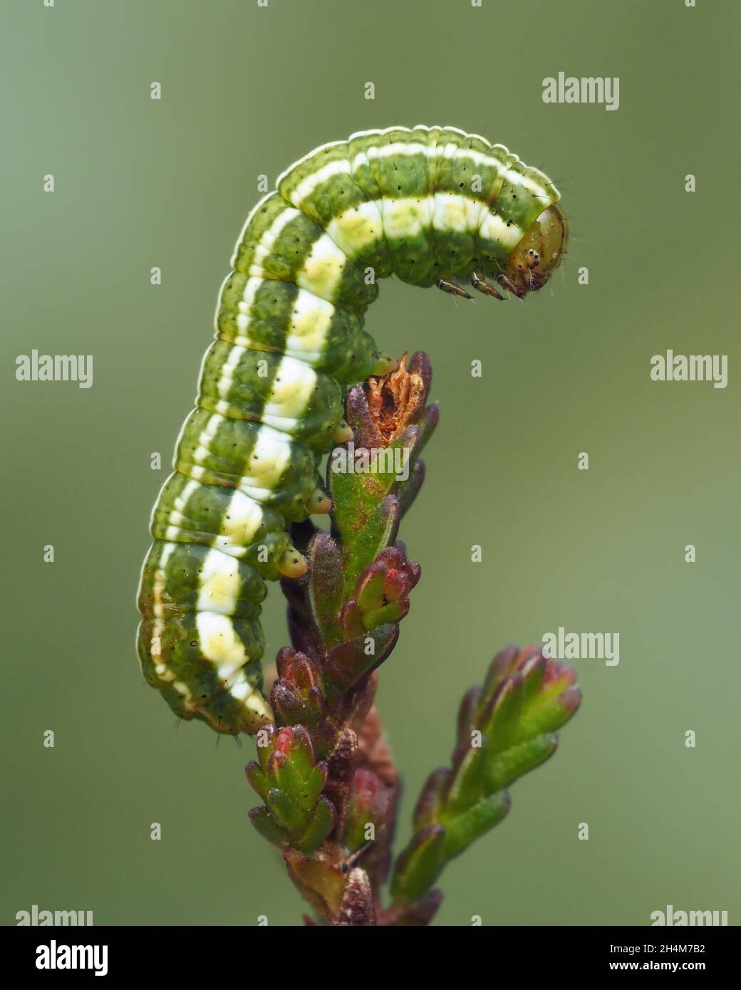 Heath Rustic moth caterpillar (Xestia agathina) crawling on heather. Tipperary, Ireland Stock Photo