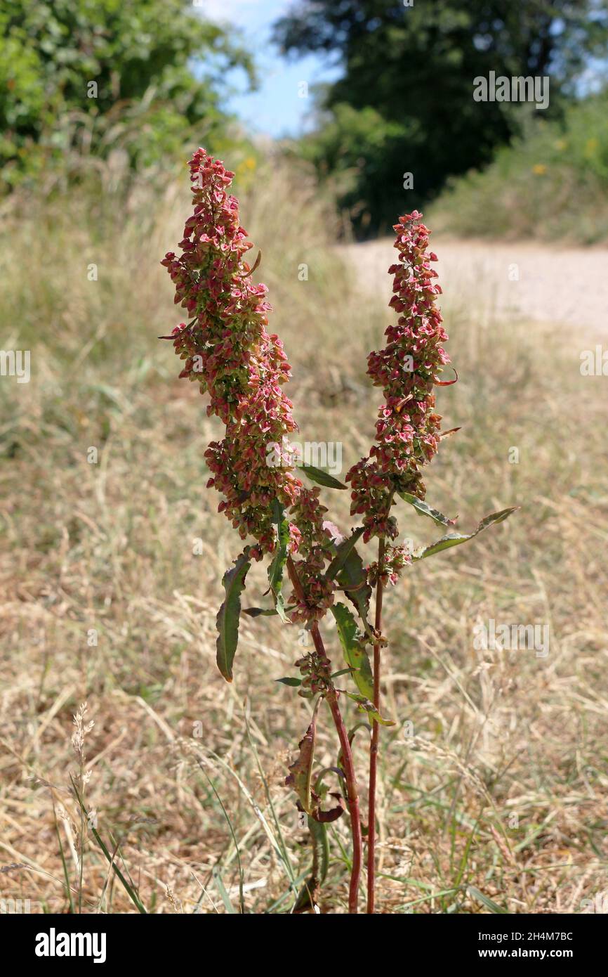 Sheep's sorrel or red sorrel growing along a grassy pathway Stock Photo