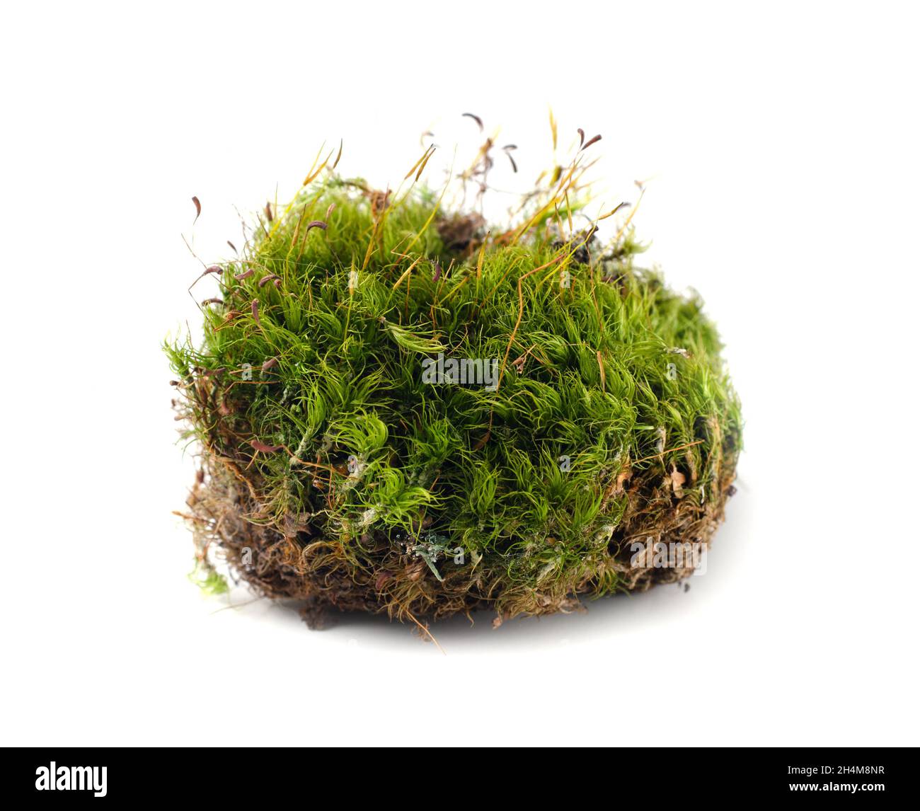 Green forest moss isolated on a white background Stock Photo