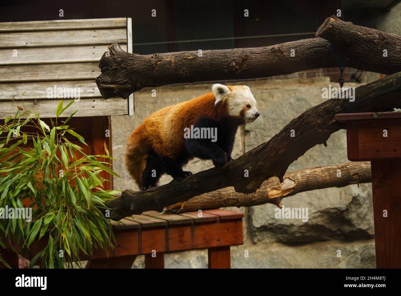 Red panda animal on log in the zoo Stock Photo