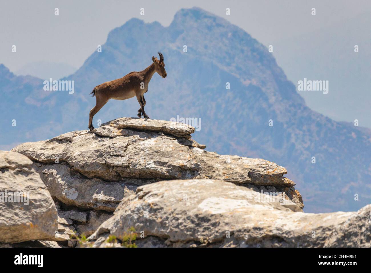 Iberian Ibex (Capra pyrenaica), also known as the Cabra Hispanica, Cabra Montes, Spanish ibex, Spanish wild goat, or Iberian wild goat, photographed i Stock Photo
