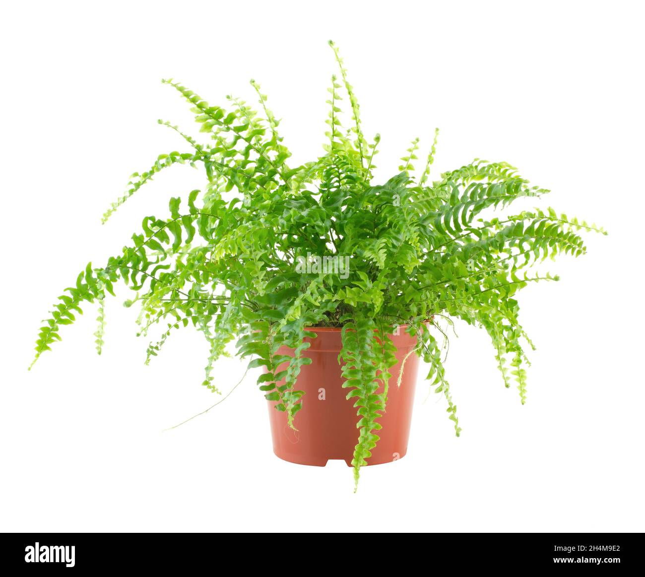 Fern in a pot isolated on white background Stock Photo