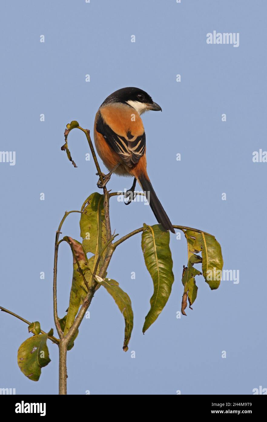 Long-tailed Shrike (Lanius schach tricolor) adult perched on tree top Chitwan, Nepal          January Stock Photo